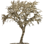 tree 10