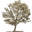 tree 11