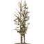 tree 14