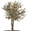 tree 15