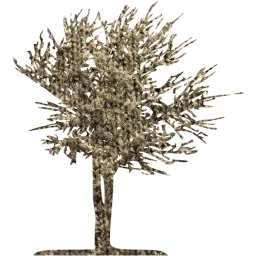 tree 15 icon