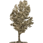 tree 17