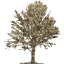 tree 18