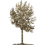 tree 2