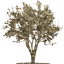 tree 21