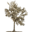 tree 23