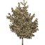 tree 25