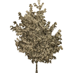 tree 25 icon