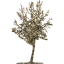 tree 27