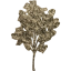 tree 30