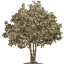 tree 32