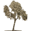 tree 33