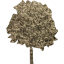 tree 37