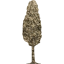 tree 40