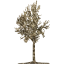 tree 42