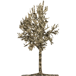 tree 42 icon