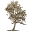 tree 43