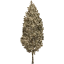 tree 45