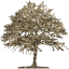 tree 46