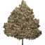 tree 47