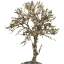 tree 48