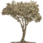 tree 51