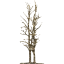 tree 52