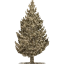 tree 55