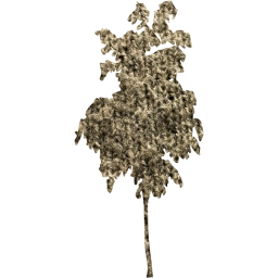 tree 58 icon