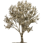 tree 68