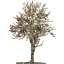 tree 69