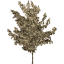 tree 71