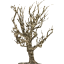 tree 72