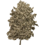 tree 73