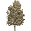 tree 74