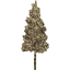 tree 75