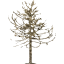 tree 79