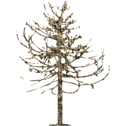 tree 79 icon