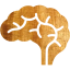 brain