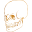 skull 38