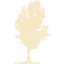 tree 17