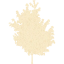 tree 25