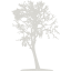 tree 16