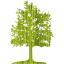 tree 26