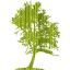 tree 43