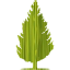 tree 55