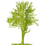 tree 69