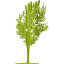 tree 80