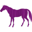 horse 4