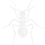 ant